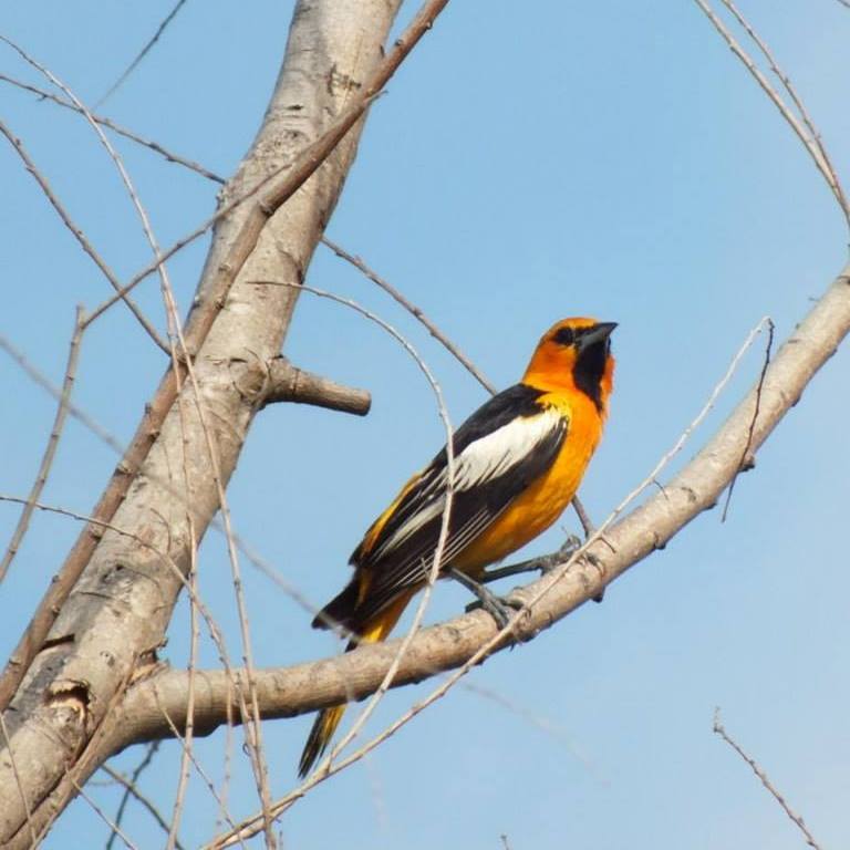 Bird at the Lake Casa Blanca State Park