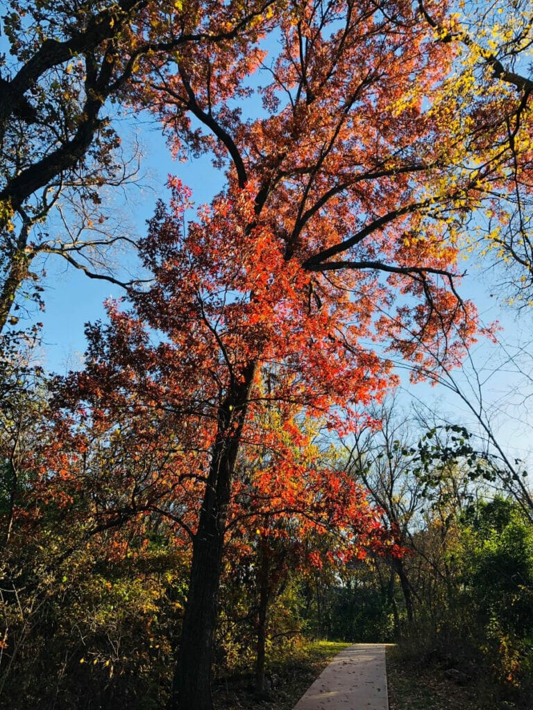 Trees at the River Legacy Park 