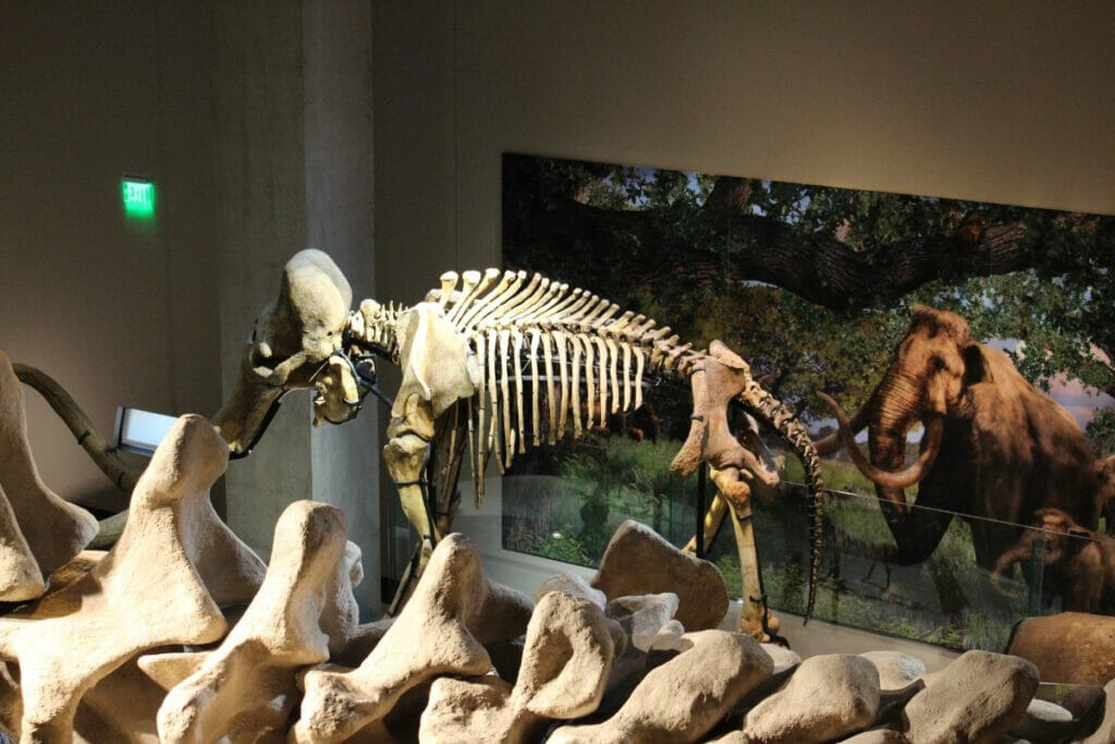 Perot Museum