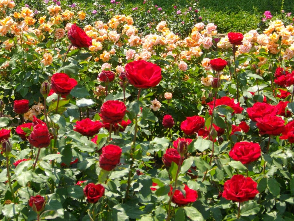 Rose garden