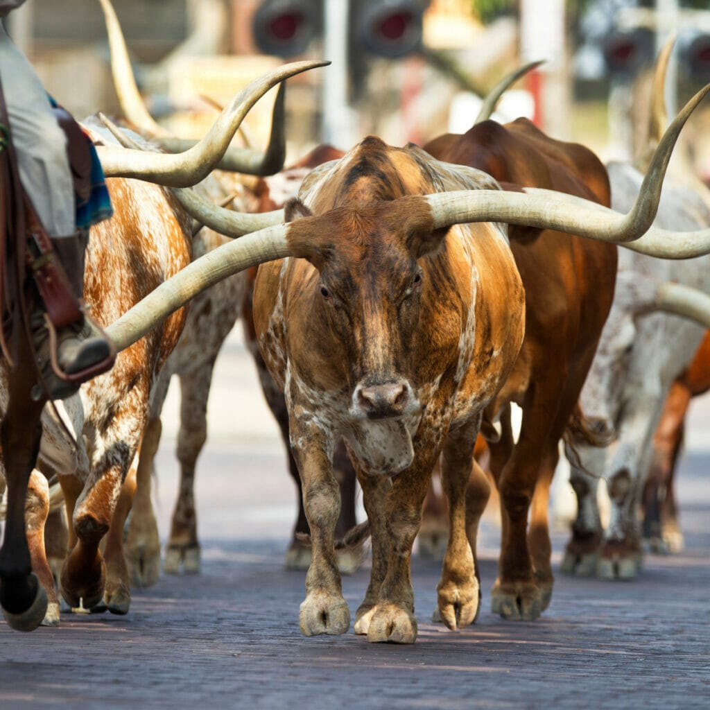 Fort Worth Stockyards