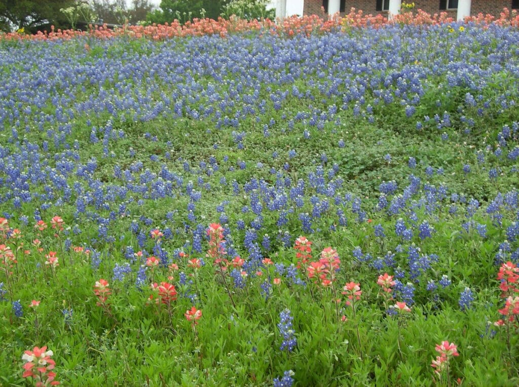 Texas flowers 