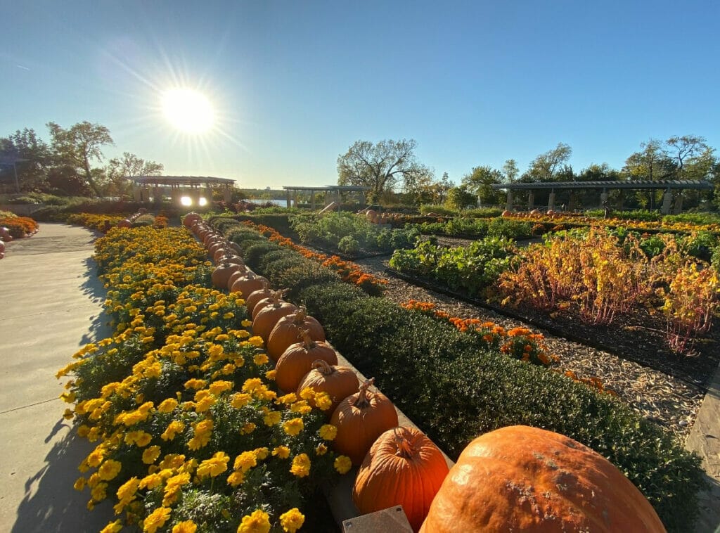 Pumpkins at the Dallas Botanical Garden
