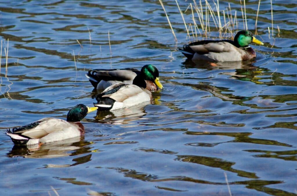 Ducks in Tyler State Park