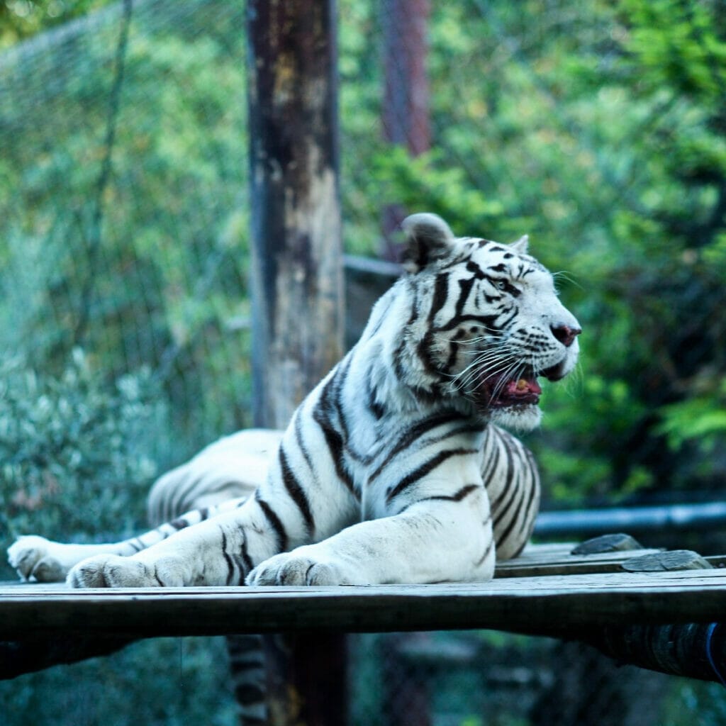 White tiger at the San Antonio Zoo 
