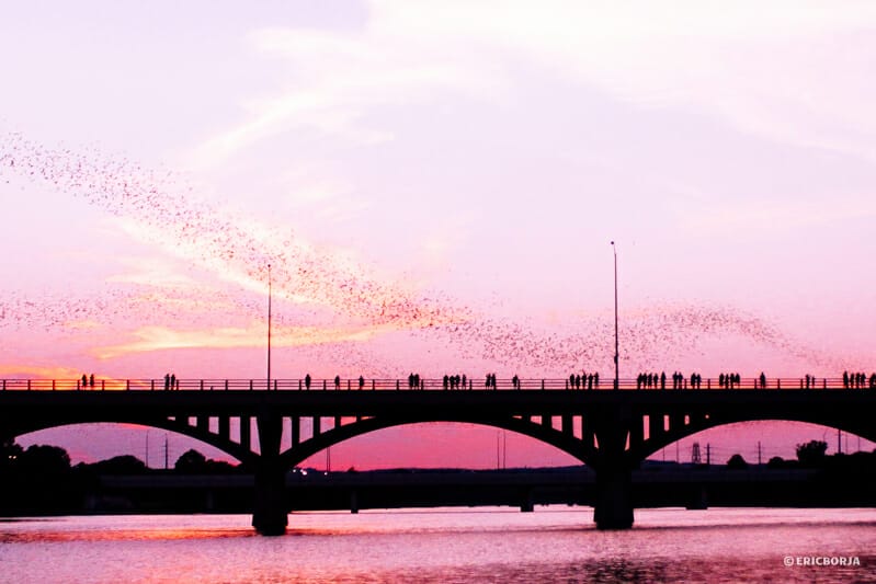 Bat watching in Austin 