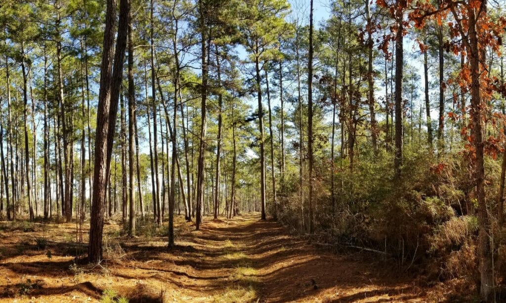 Big Thicket National Preserve 