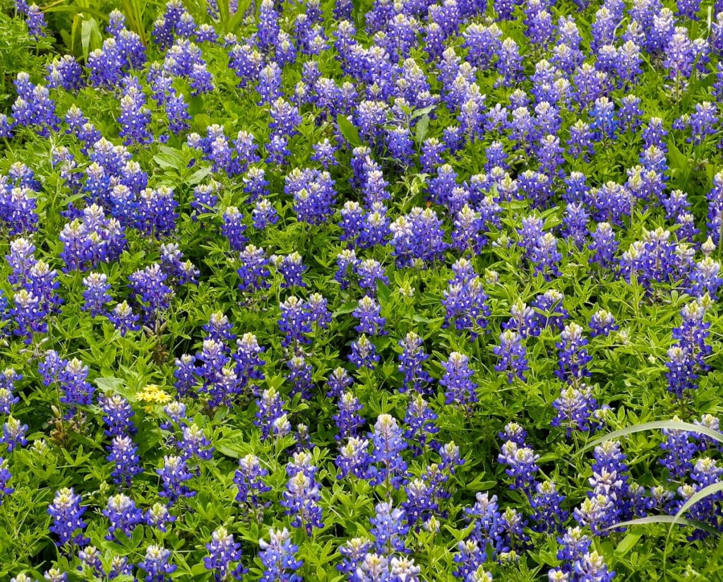 Blue bonnet flowers 