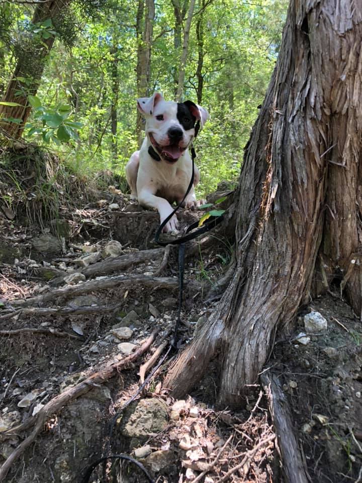 Dog at Chalk Ridge park 