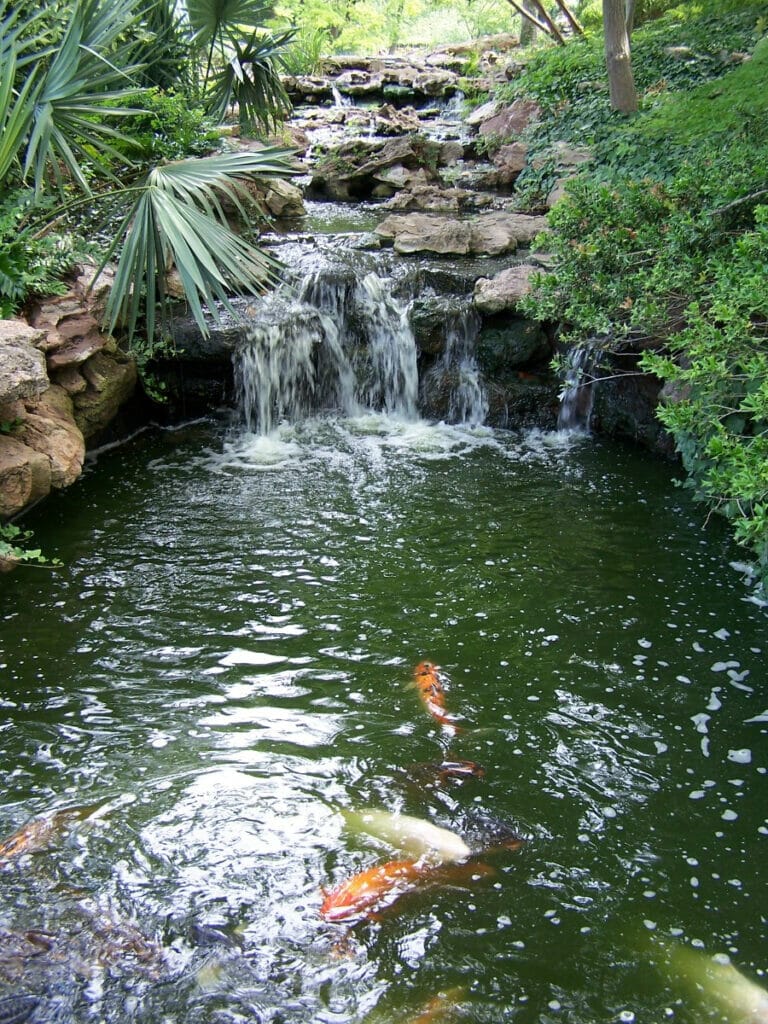 Koi fish swimming in the Forth Worth gardens 