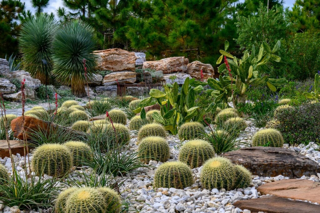 Cactus at the Houston Botanical Garden 