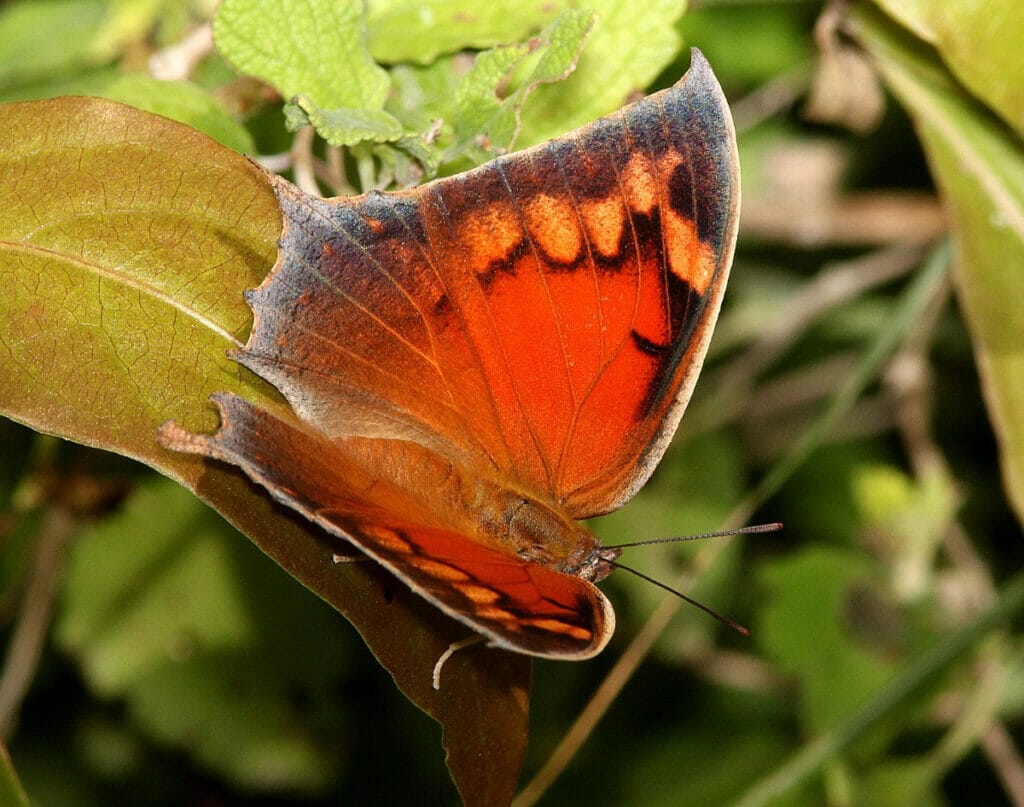 Orange butterfly at the National Butterfly Center 