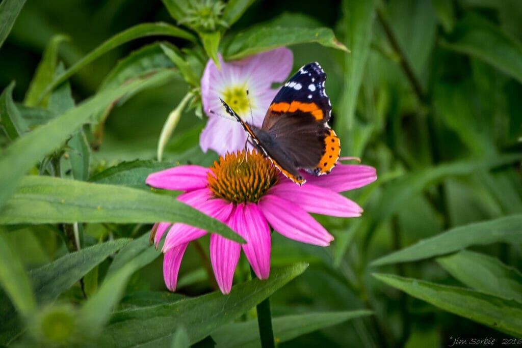 Butterfly at the LBJ Wildflower Center