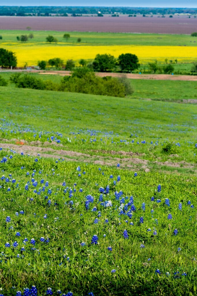 Bluebonnets in Texas