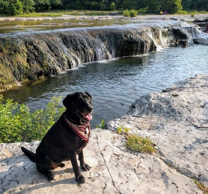 Dog sitting in Link Falls at Bull Creek Park 