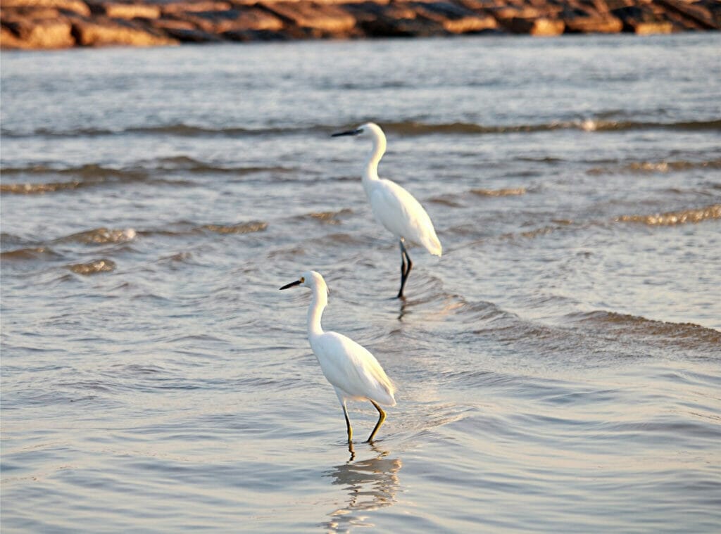 Matagorda Bay Nature Park birds walking in the water