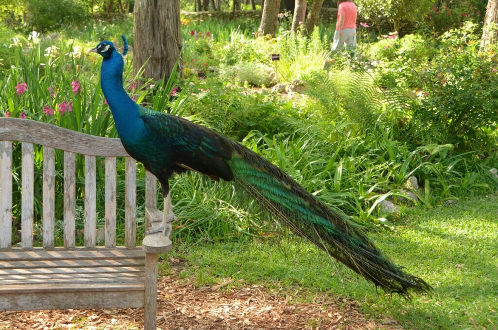 Peacock at the Mayfield Park in Austin Texas