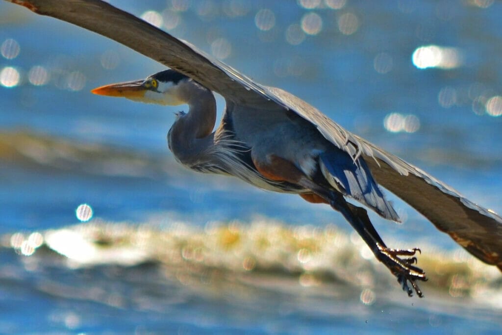 Blue Heron flying over McFaddin Beach 