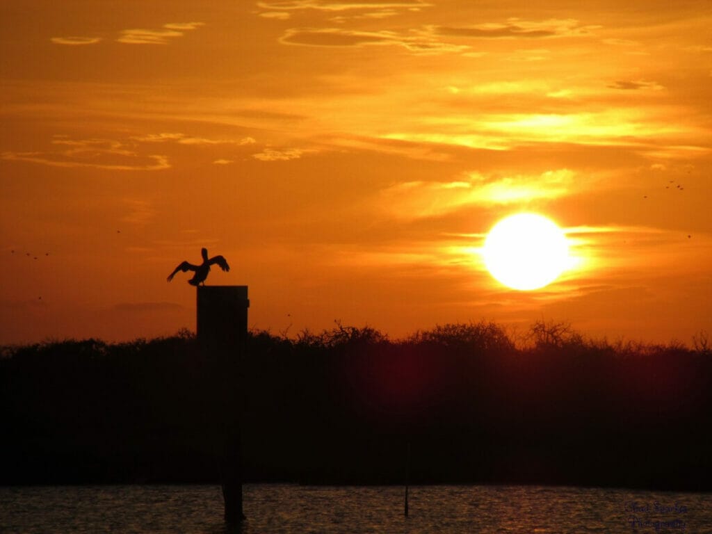 Pelican watching the Sunset