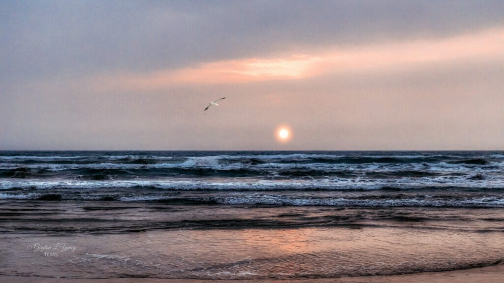 Seagull flying over the beach at South Padre Island 