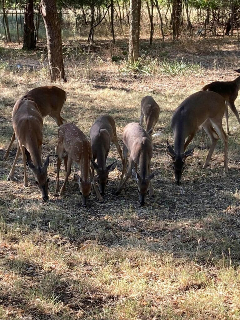 Deers at Speegleville Campground 