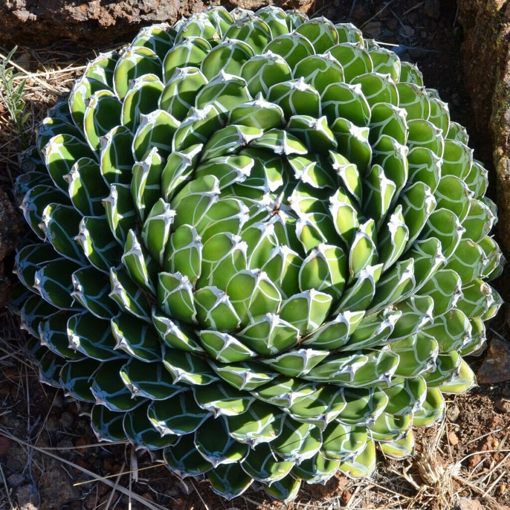 Succulent at the Chihuahuan Desert 