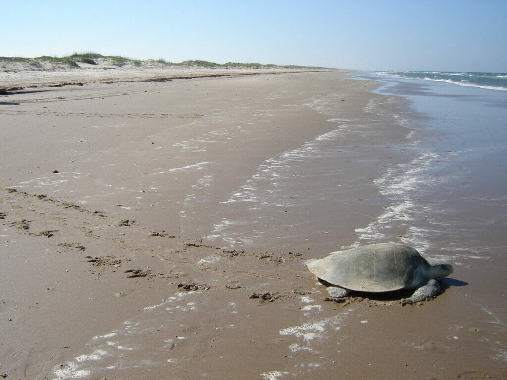 Turtle on the sand at Padre Island National Seashore 