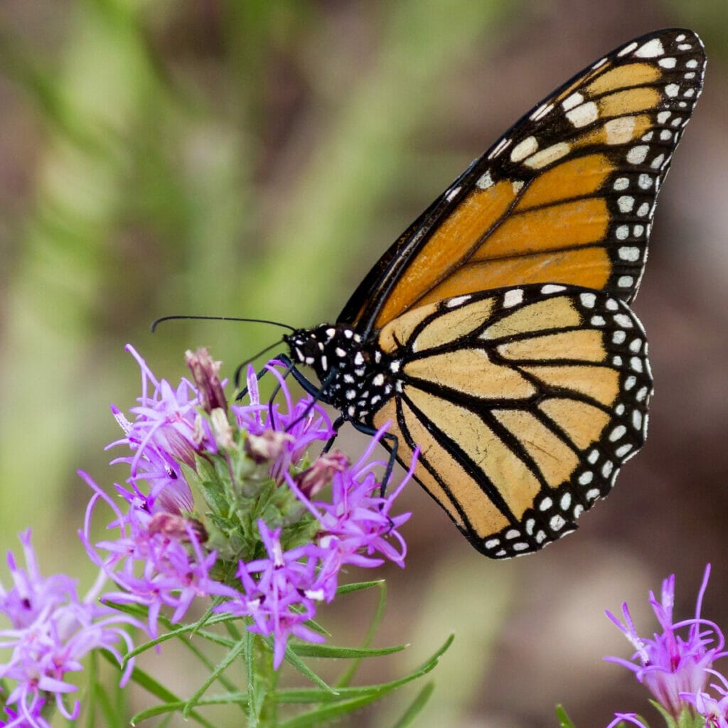 Butterfly at the Lady Bird Johnson Wildflower Center 