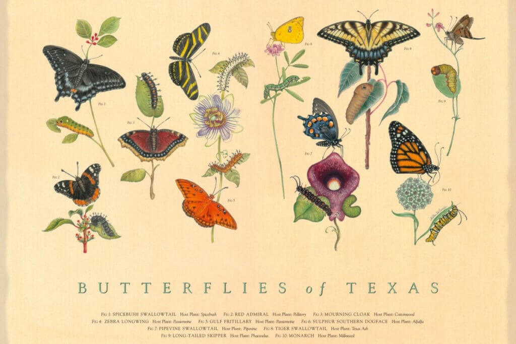 Butterfly Texas poster