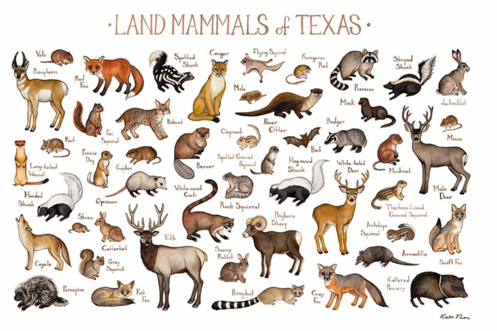 Texas animal poster