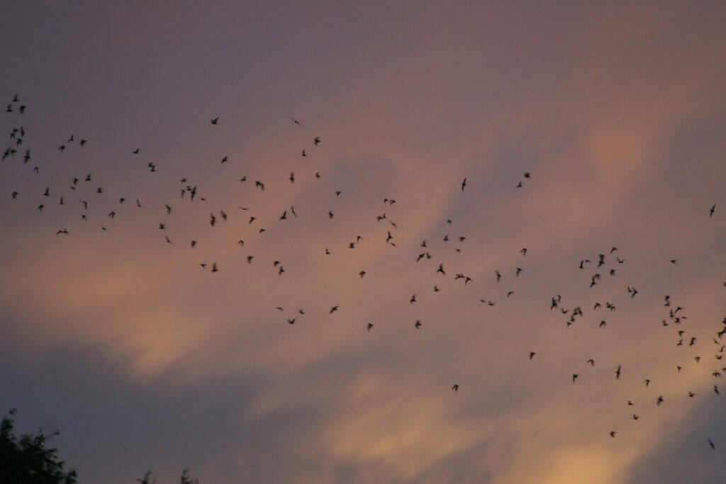 Bats flying over Congress bridge 