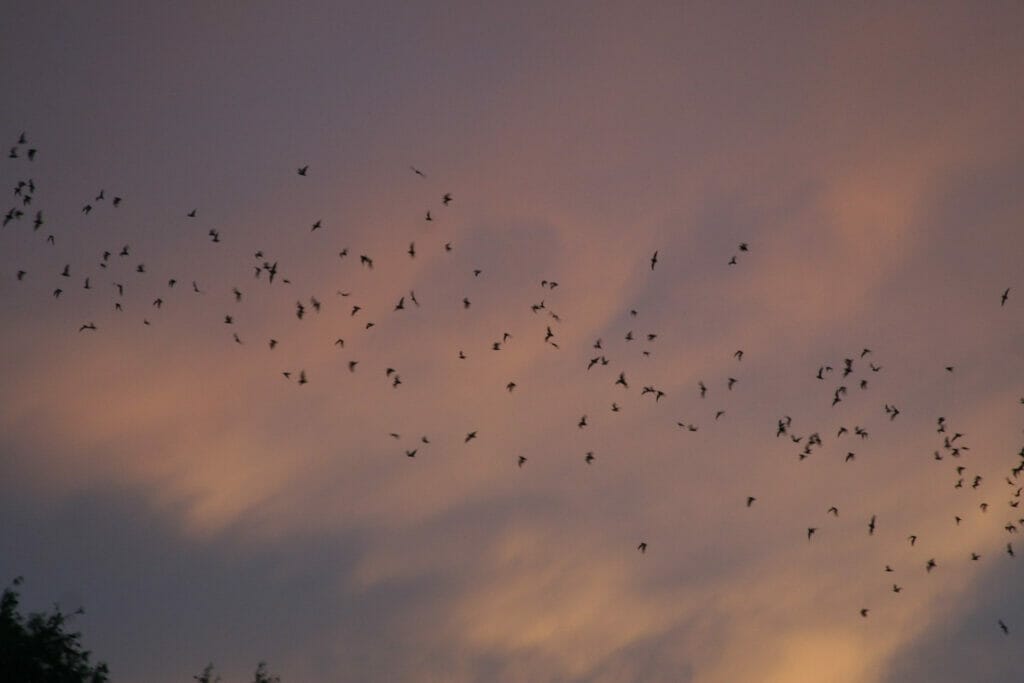 Bats flying over Congress bridge