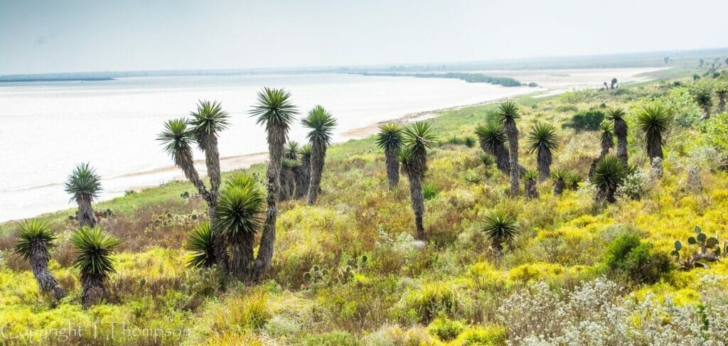 Laguna Madre Estuary 