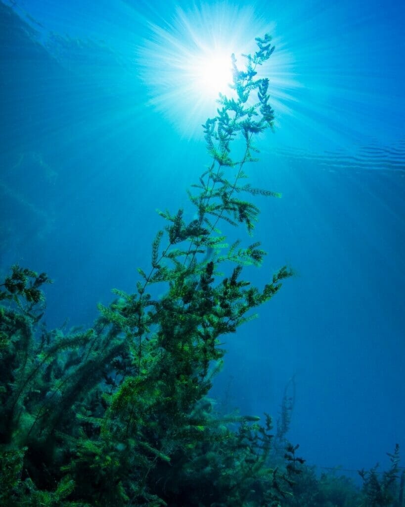 Seaweed and kelp in the Meadows Center for Water and Environment 