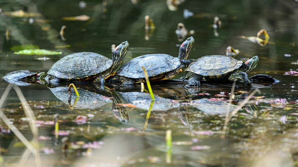 turtles at houston arboretum and nature center 