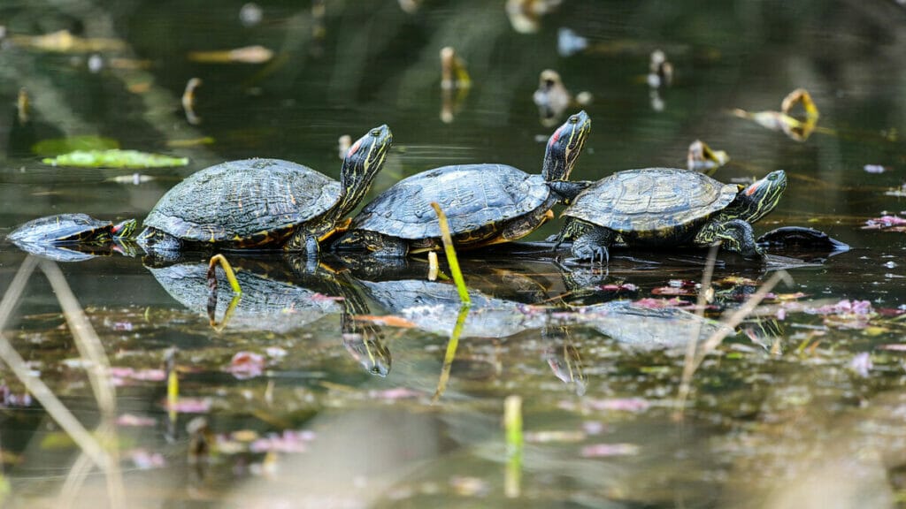 turtles at houston arboretum and nature center