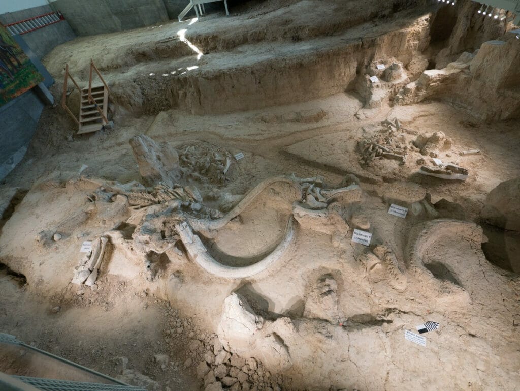 Mammoth Bones