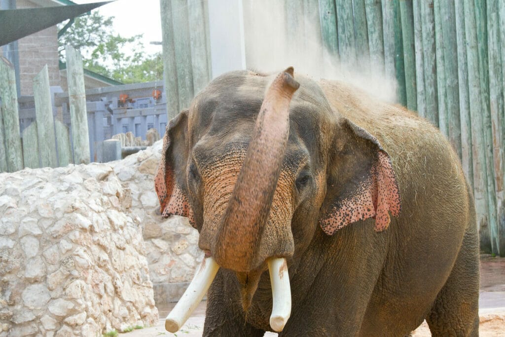 Houston Zoo 