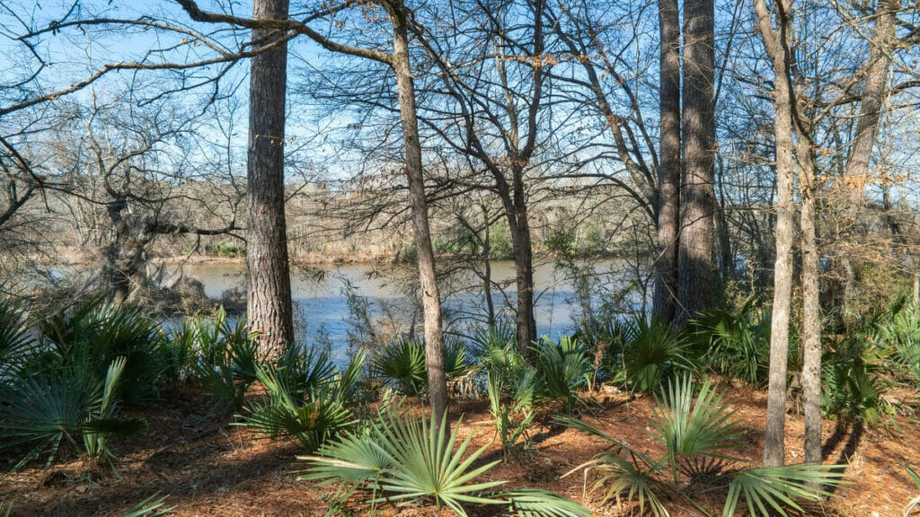 Sam Houston National Forest 