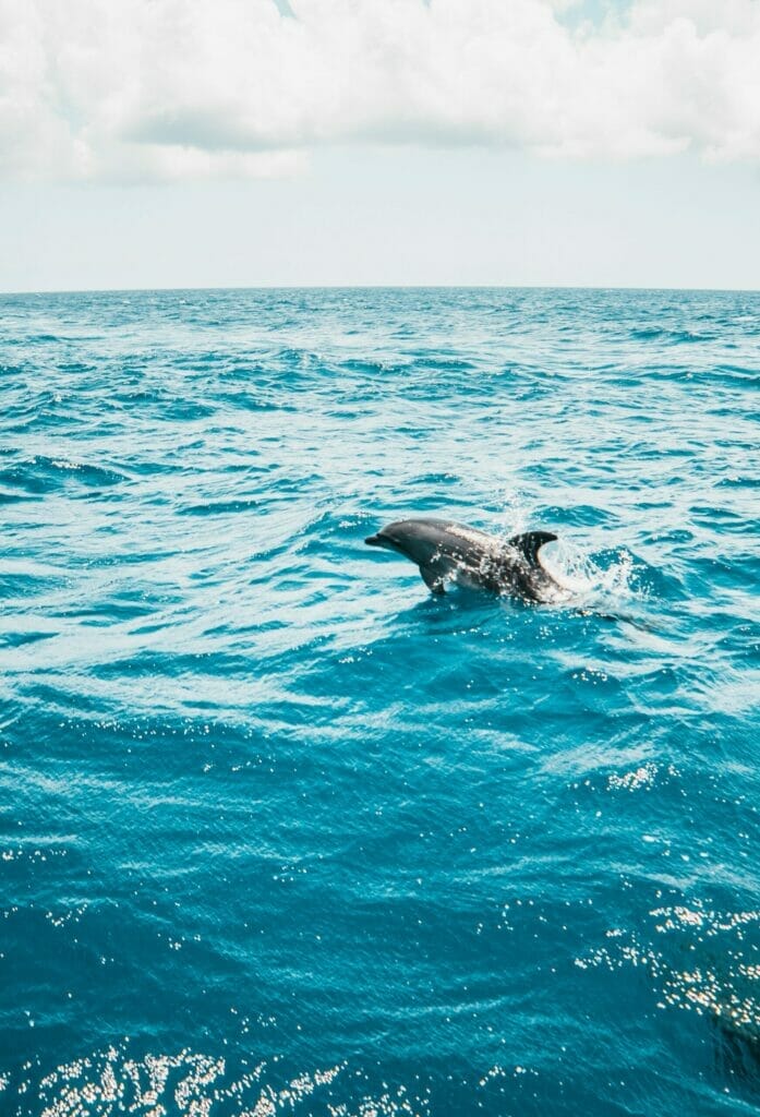 day boat trips in galveston tx