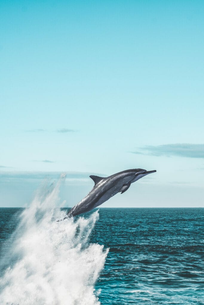 day boat trips in galveston tx