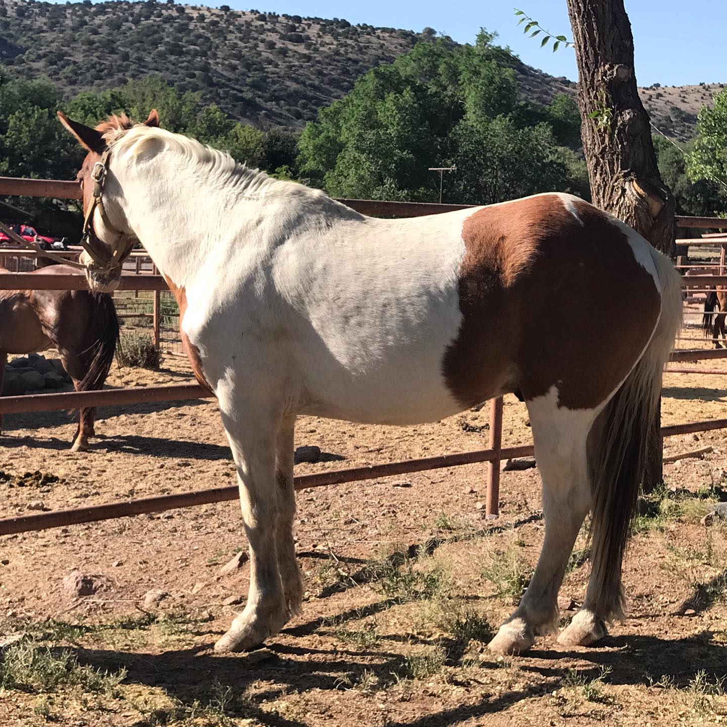 21 Best Places to Go Horseback Riding in Texas (2023) Happy To Be Texas